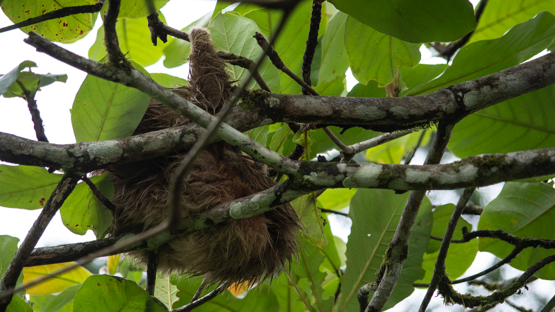 A wild sloth sleeping